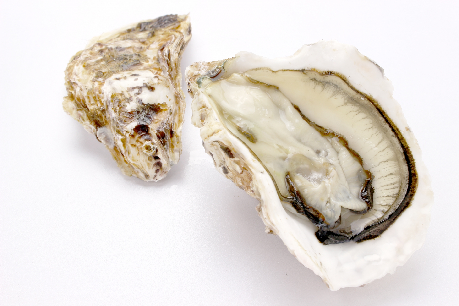 亜鉛の豊富な牡蠣は薄毛対策に最適？成分から分かる育毛効果とは