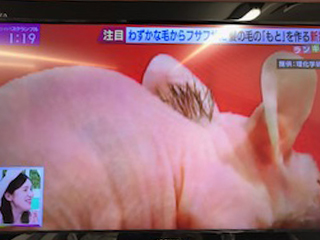 毛髪再生医療実験でマウスに毛が生えた状況を放送したテレビ番組を写真に撮った画像