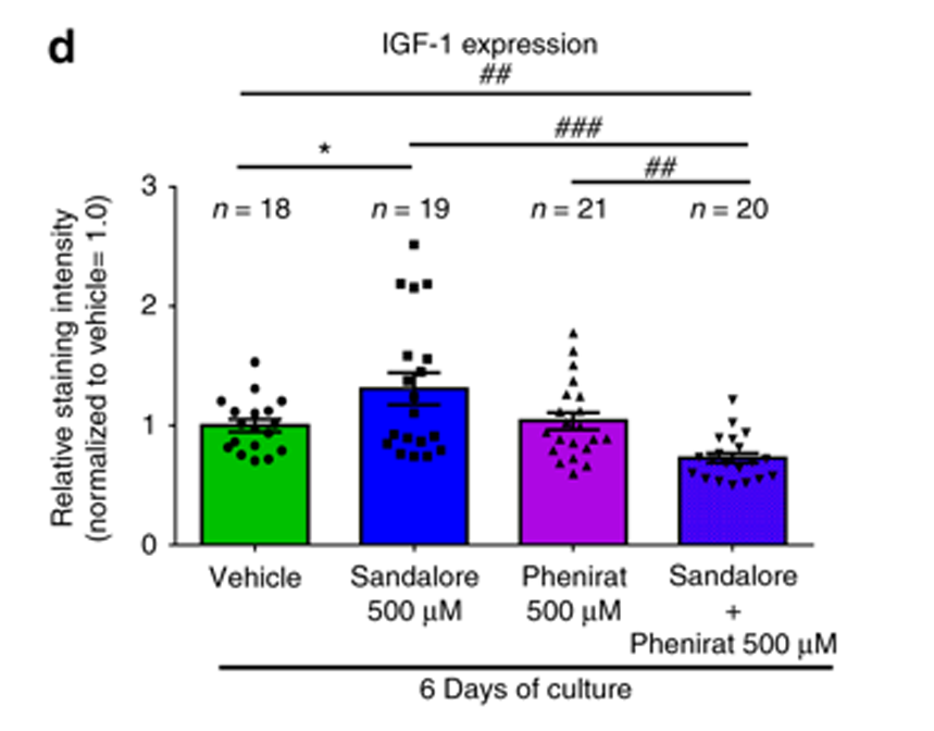 サンダルウッドにはIGF-1成長因子の分泌を促す効果がある研究結果